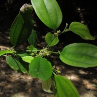 Celtis philippensis Blanco